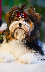 Biewer Terrier