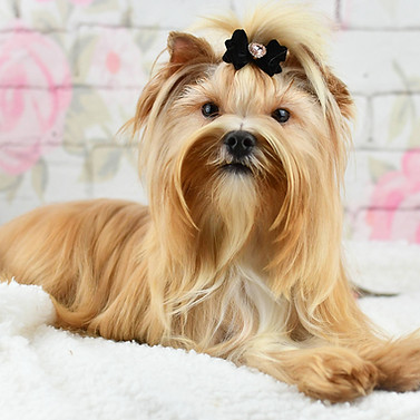 Elevage yorkshire gold exotic chiot disponible couleur rare