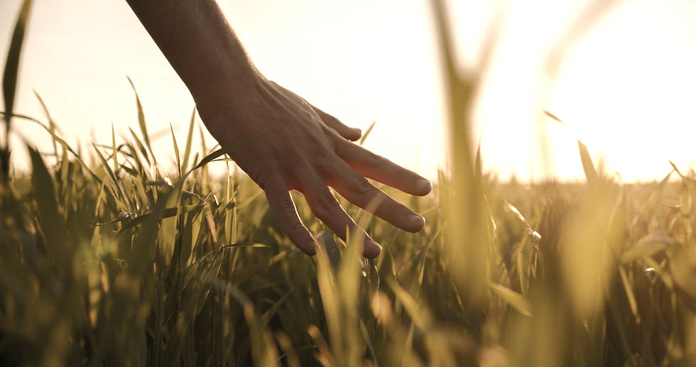 Hand in Field