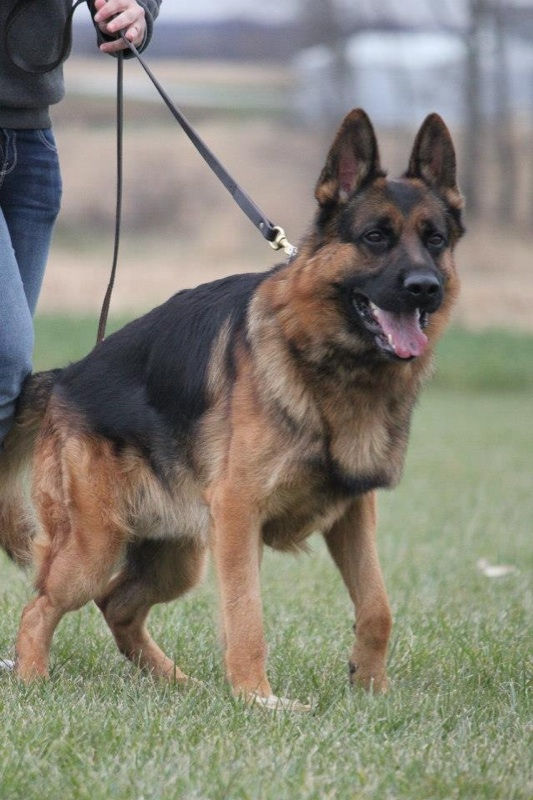 V BSZS 2012 Erik vom Nordteich