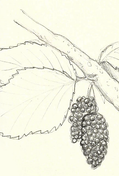 mulberry.png
