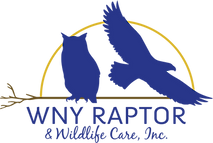 wny logo.png