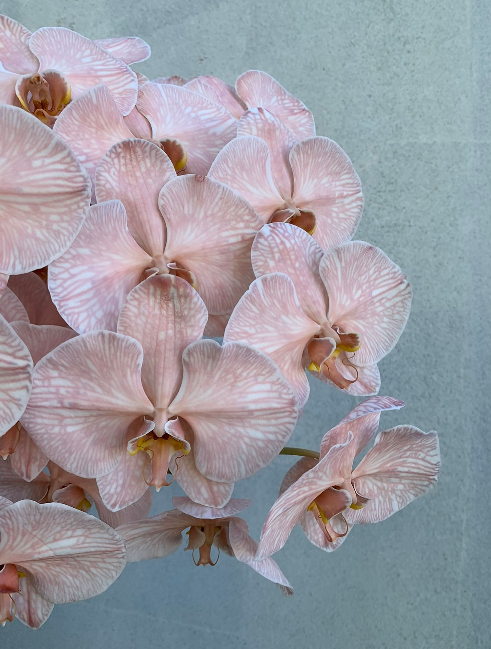 Thumbnail: Orchids