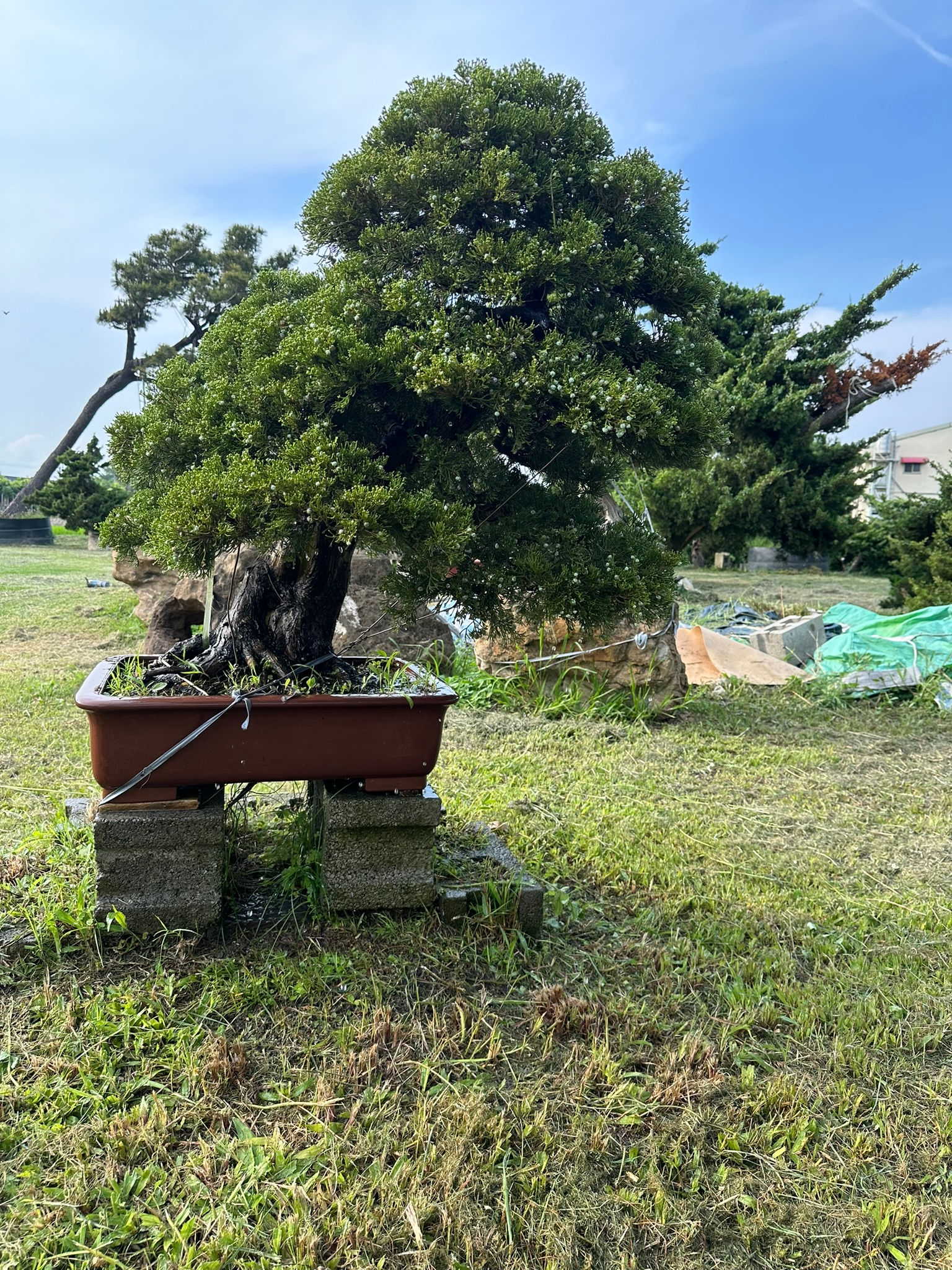 小品比賽2