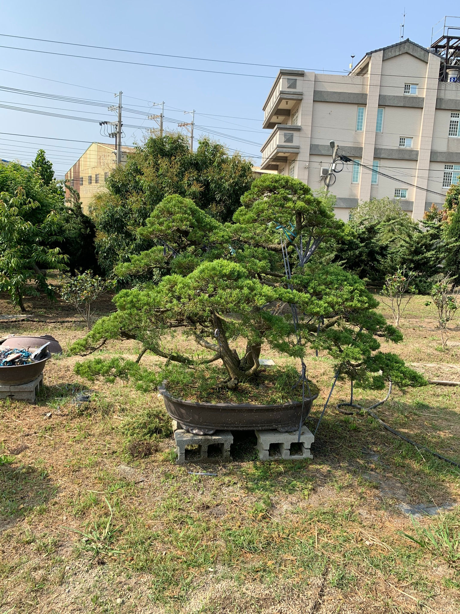 大品穩重