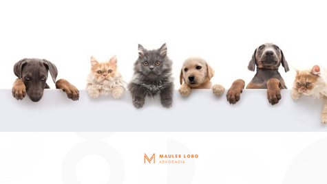 Personalidade jurÃdica dos animais e a guarda em casos de divórcio