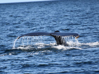 Queue d'une baleine à bosse émergeant de l'océan pendant la saison d'observation