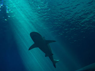 Requin en silhouette dans le bleu, image d'illustration pour la plongee dans les passes de Polynesie francaise