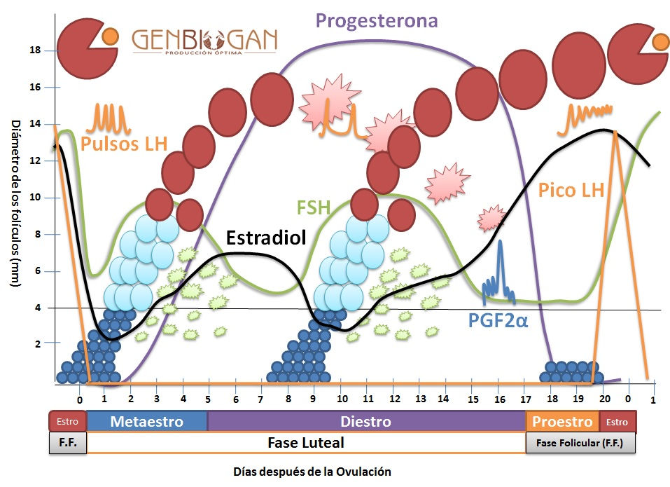 Fases del ciclo estral en la hembra bovina y regulación hormonal - Genbiogan