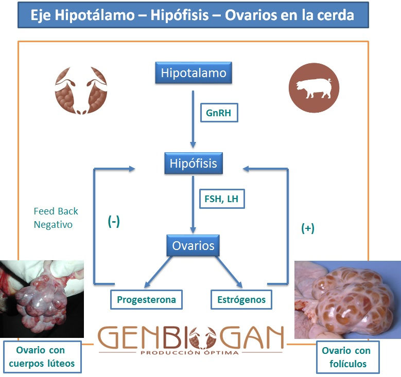El ciclo estral en la cerda de cría y su regulación hormonal. El ciclo estral en la cerda de cría y su regulación hormonal.