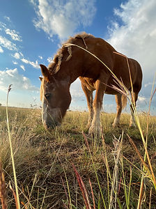 IMG_5740.jpeg