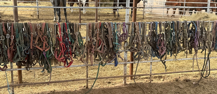IMG_5141.jpeg