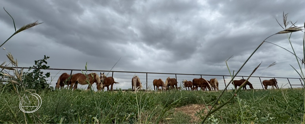 Cloudy Day with the herd Desktop_edited.png