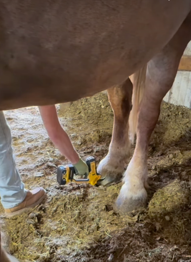 Thumbnail: Sponsor Farrier Care for One Horse