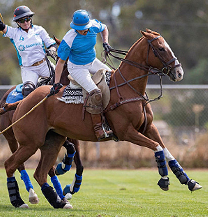 Polo Horse Post Rehab.jpg