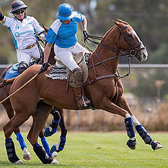 Polo Horse Post Rehab.jpg