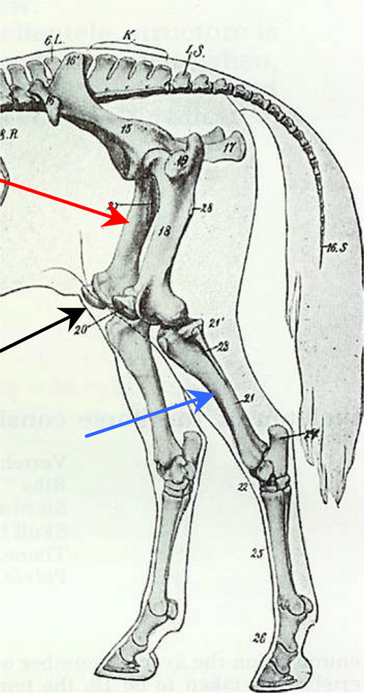 Delayed Patellar Release