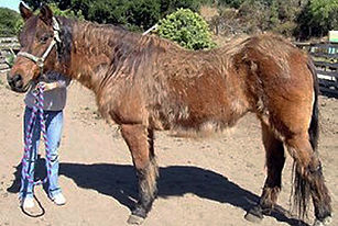 Heirsute horse with PPID, a.k.a. Cushing's disease