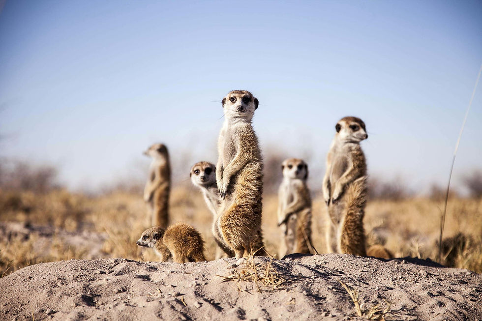 Camp Activities Habituated Meerkats