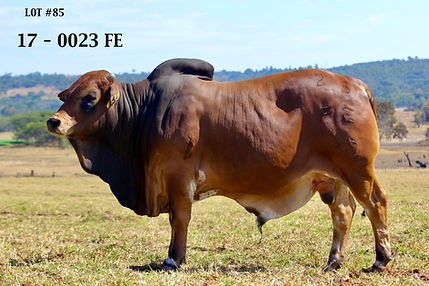17-0023Fe Lot 85.jpeg