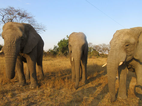 Chronicles of an Elder: Zimbabwe