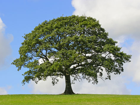 Chronicles of an Elder