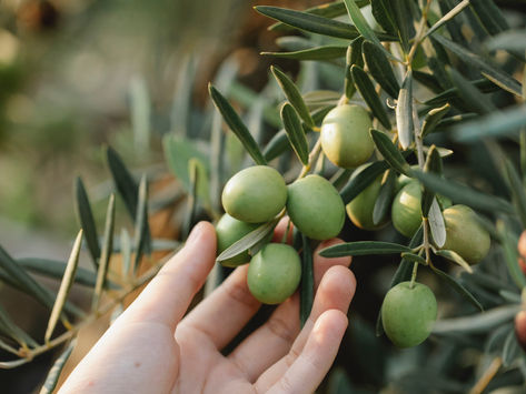 Olive Harvest in Palestine