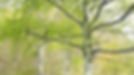 birkenwald.jpg