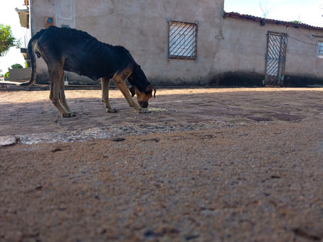 BOCAINA: A jornada de uma ONG que transforma com amor vida de animais abandonados