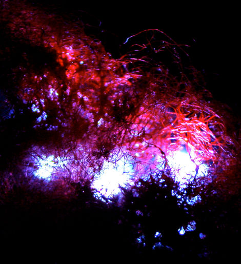 Fibres à la lumière