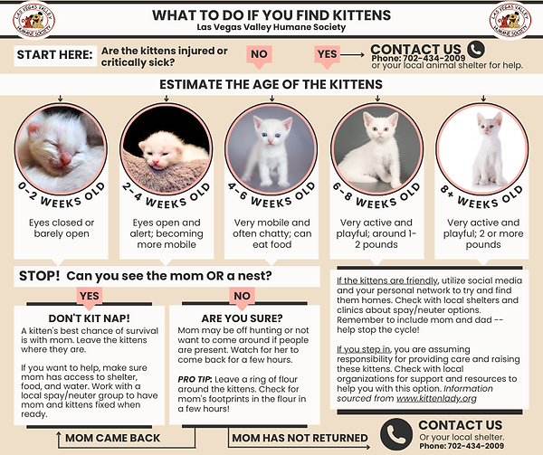 What to do if you find Kittens (1).png