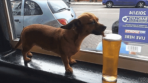 beerdog.gif