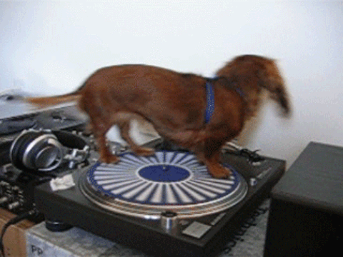 DogDJ.gif