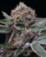 Candy Candy (Cookies Genetics)