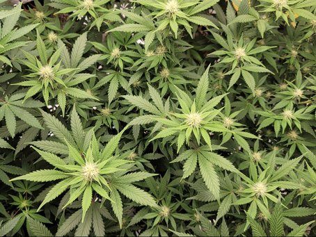2 Million Marijuana Convictions Have Been Pardoned or Expunged in US in the Past Five Years.