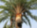 date tree