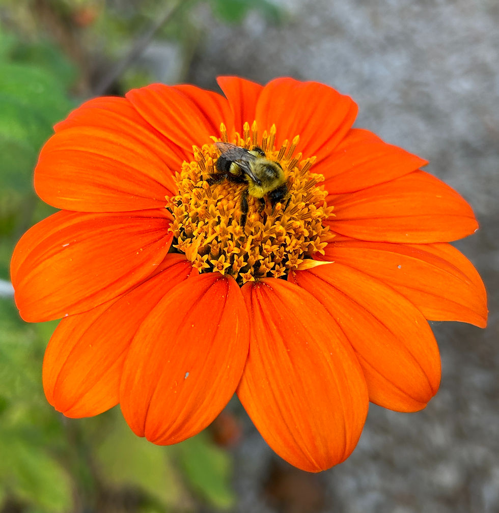 A vibrant orange flower in full bloom, hosting a busy bee collecting nectar at its center.