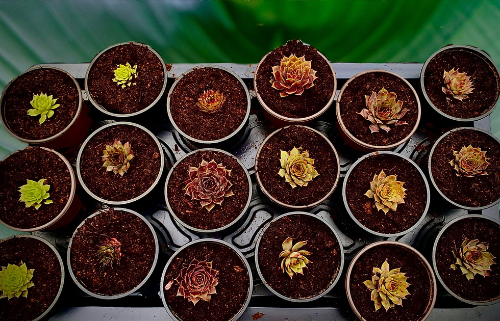 Thumbnail: Sempervivums in 9CM Pots