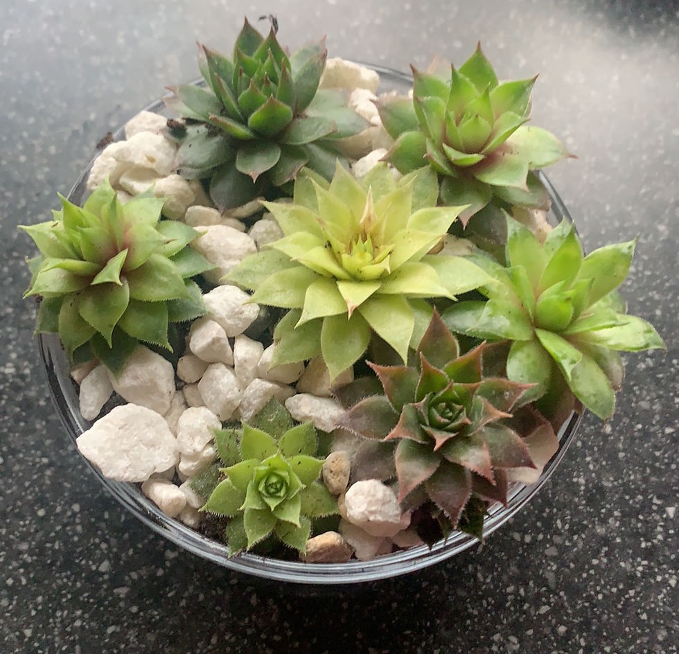 Thumbnail: Succulent Glass Bowls