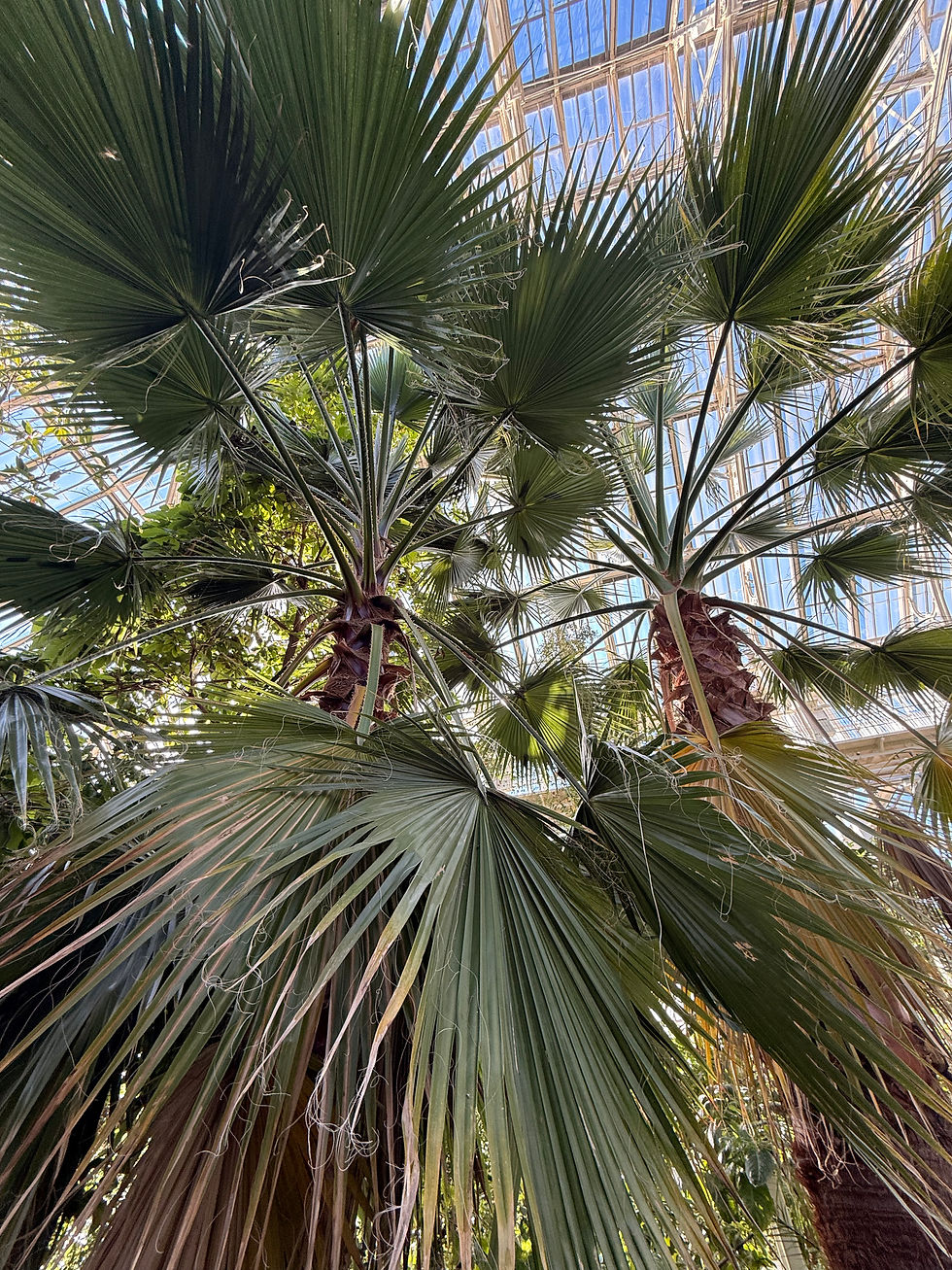 Pictured above: Mexican Fan Palm.