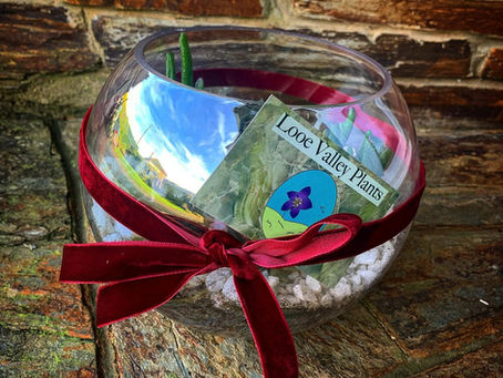 ✨ What is a Terrarium (And why is everyone SO OBSESSED?) ✨