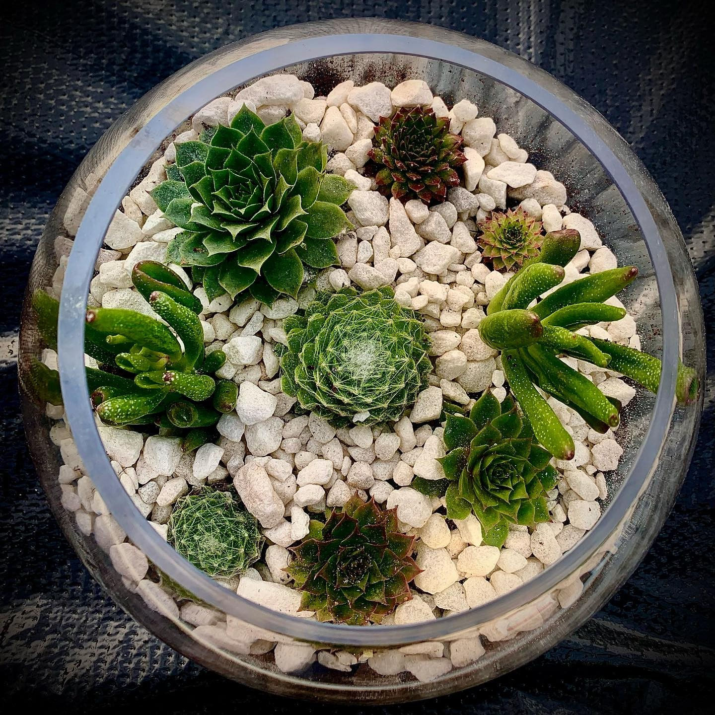 Iridescent Terrarium