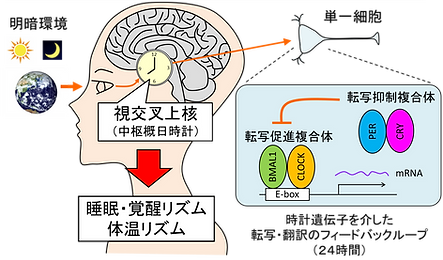 図8.png
