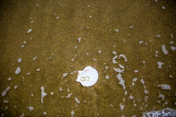 Ensaio_Alexandra e Fernando0363.JPG