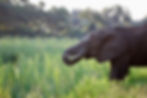 elephant in the river