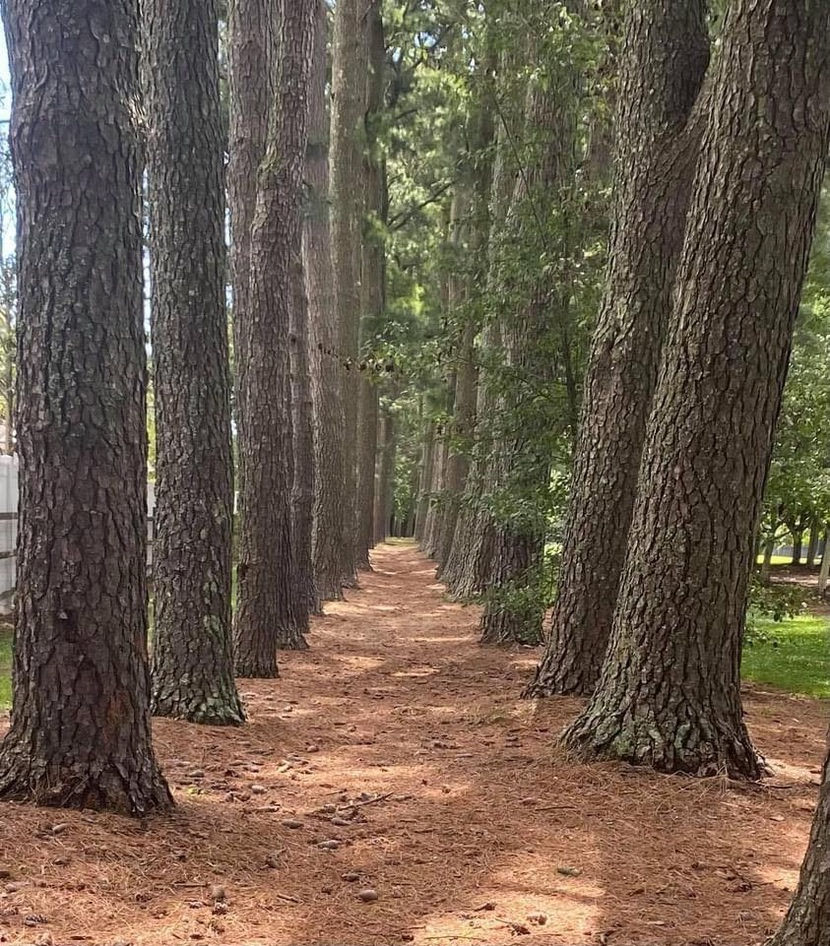 Finding Strength in Spiritual Resilience