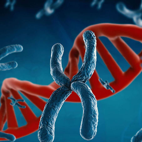 Chapitre 2 : La réplication de l'ADN et variabilité génétique