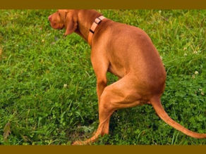 Dog Owners: Pick Up After Your Pets