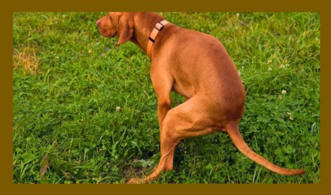 Dog Owners: Pick Up After Your Pets