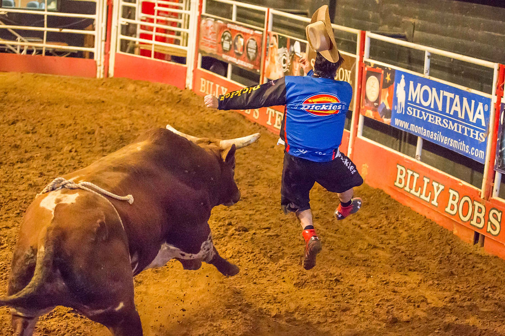 Adventure journalist Jim Clash bull-fighting in Texas.